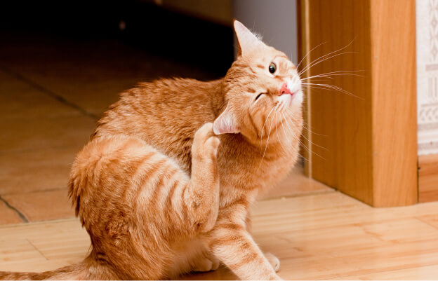 кошка чешет задней лапой за ухом